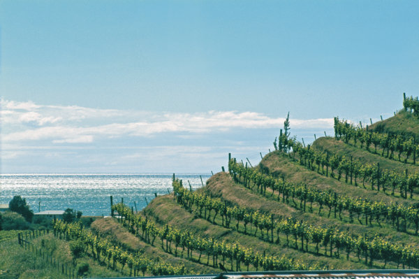 Close up of The Terraces vineyard slopes with the sea in the background