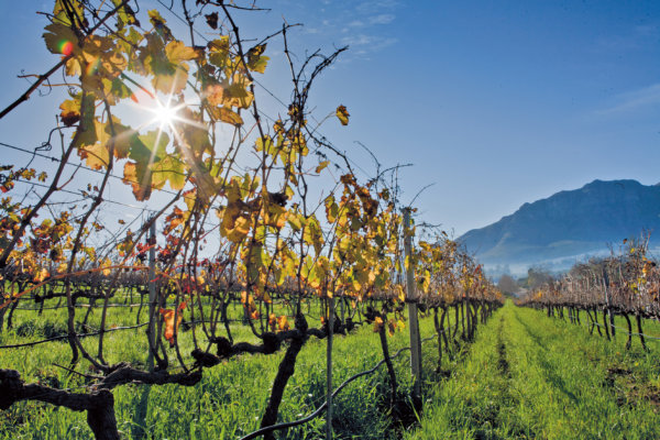 Looking up a row of autumnal vines with the sun shining through, with the Stellenbosch mountain in the background