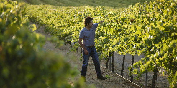 Larry tending to a row of grape vines in the early morning - the low sunlight shining from the left. He's wearing a mid blue polo shirt and blue jeans.